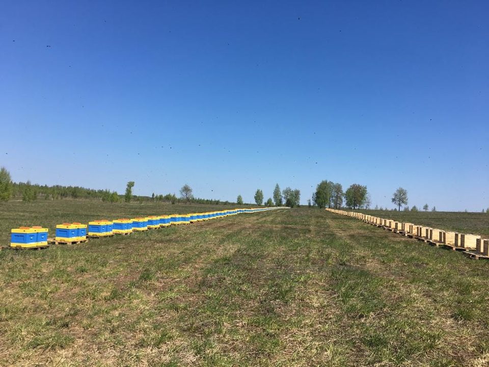 Медоносное поле с ульями до горизонта