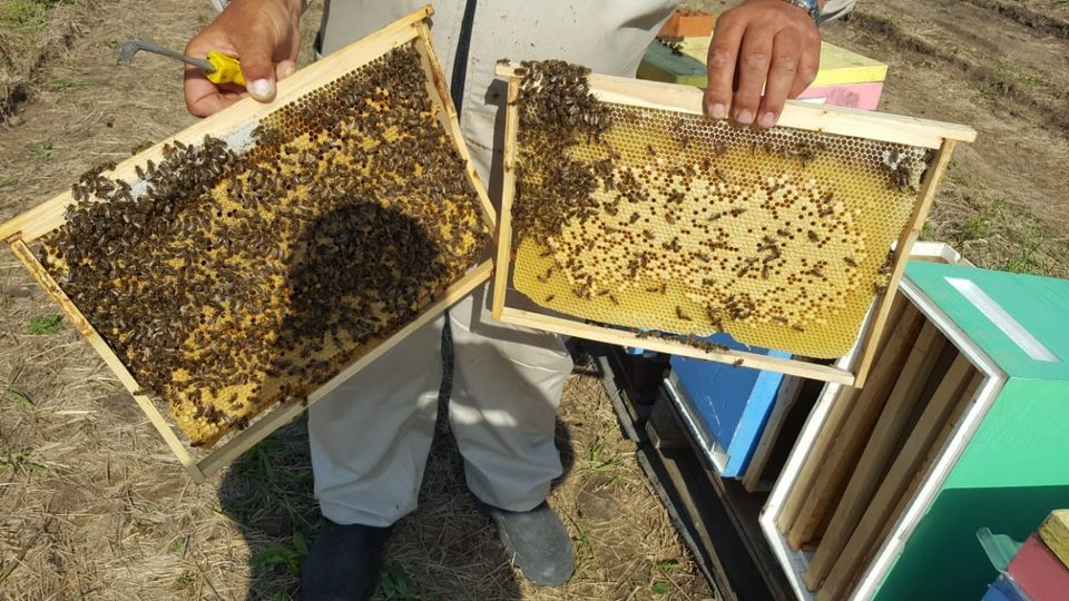 Две рамки с мёдом в руках пасечника