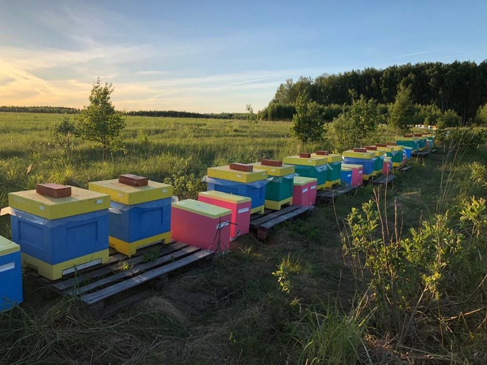Ульи пасеки на закате у кромки леса